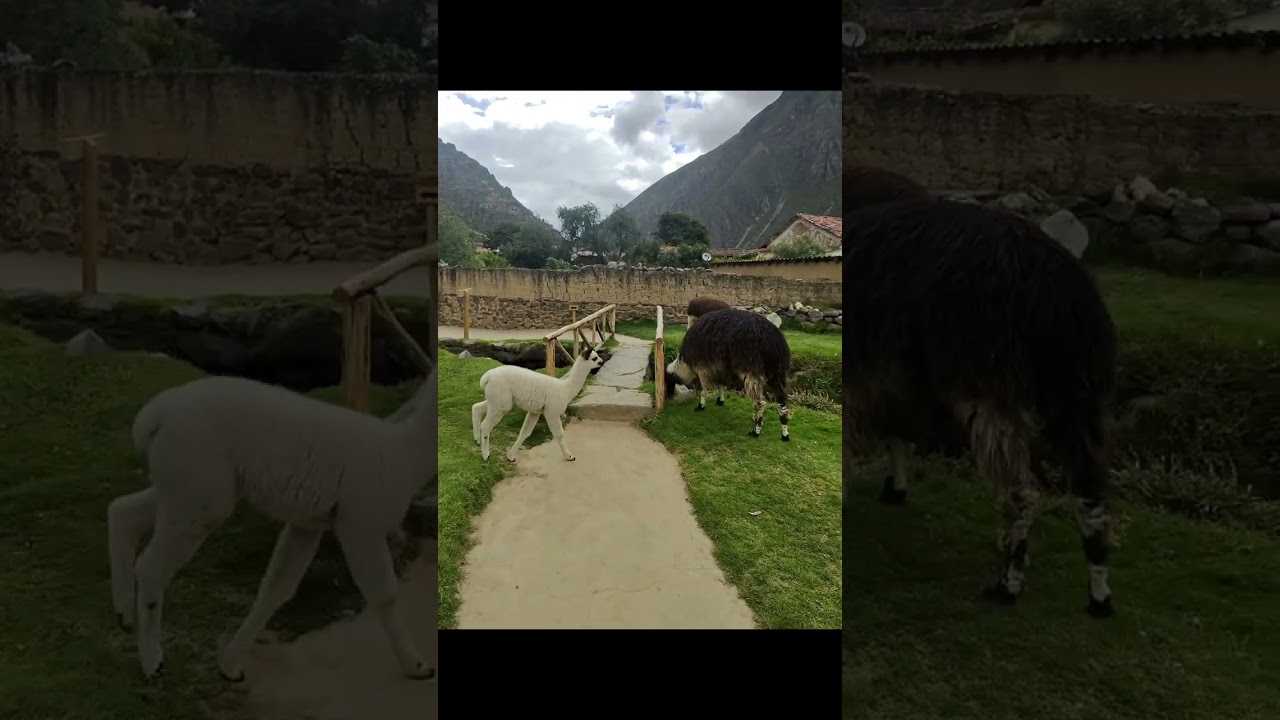 Leaving Ollantaytambo and heading to Aguascalientes by train! 