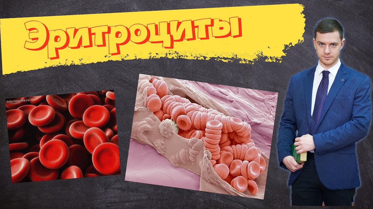 Эритроциты. Красные кровяные клетки | Кровь. Часть 2.