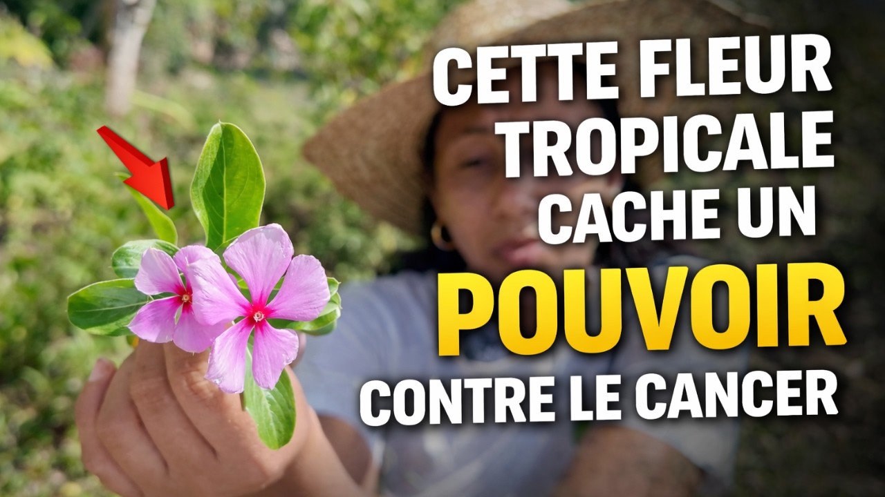 Une simple plante de jardin&hellip; &agrave; l&rsquo;origine d&rsquo;un traitement contre le cancer
