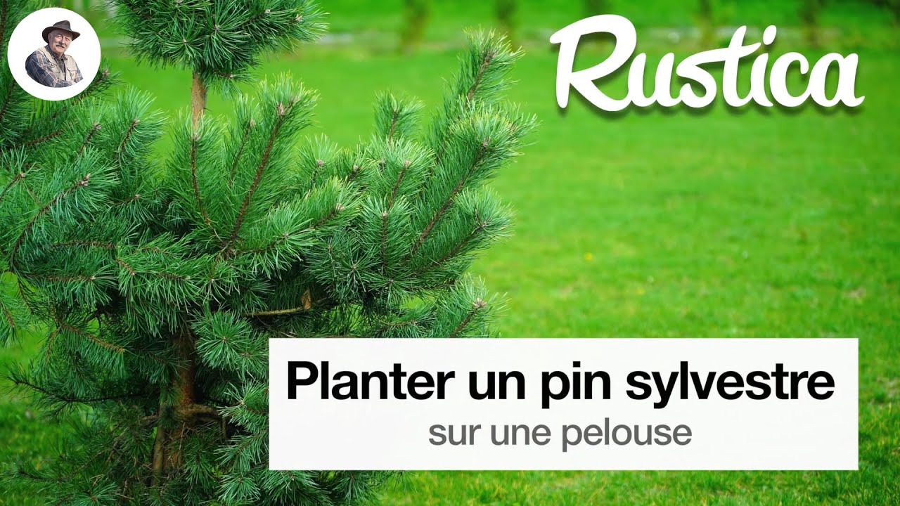 Planter un pin sylvestre sur une pelouse