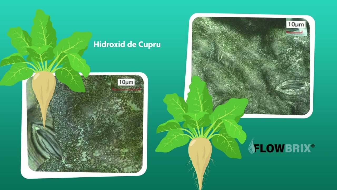FLOWBRIX®, fungicid de ultimă generație, pe bază de oxiclorură de cupru