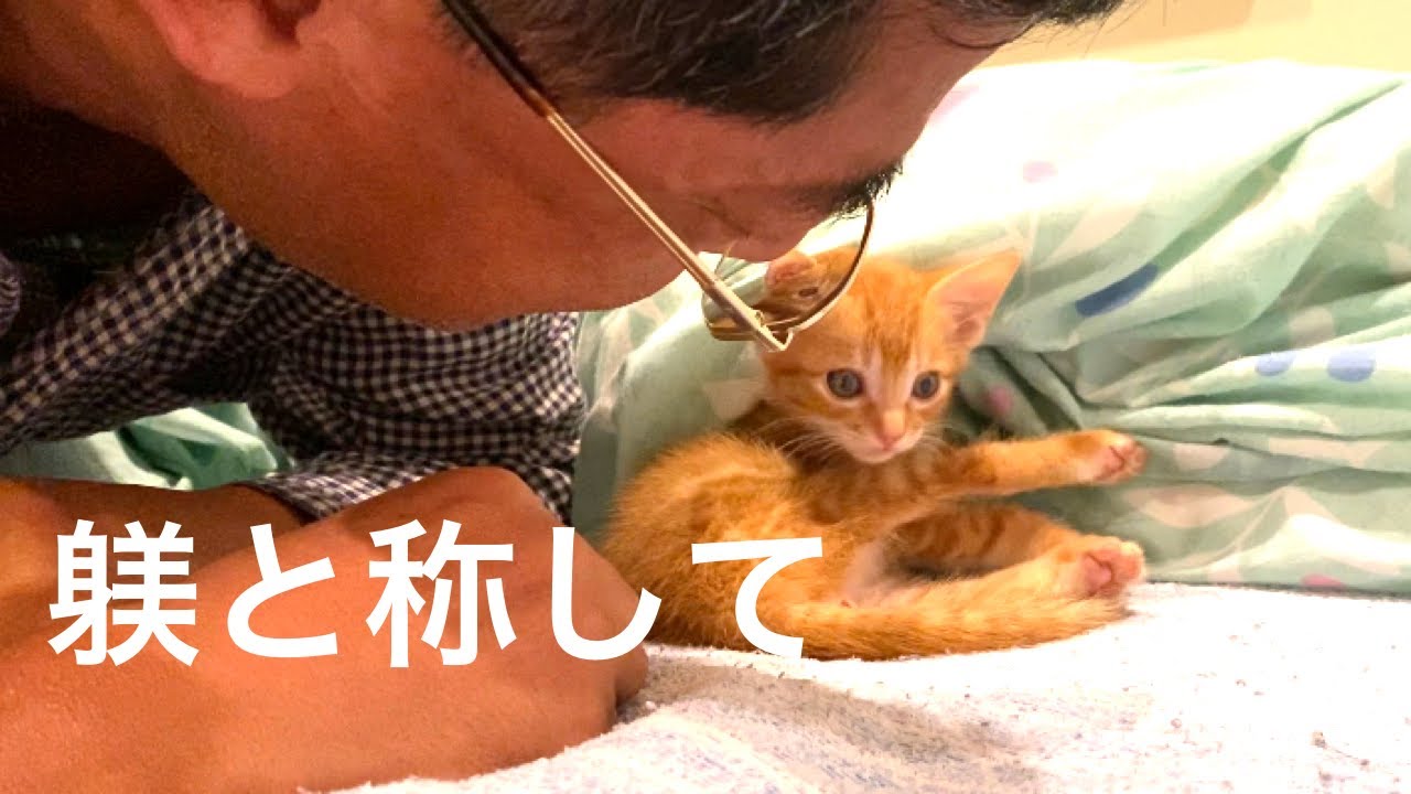 【82】『全盲のあかりちゃんに光が』猫嫌いの夫が子猫に甘-い躾