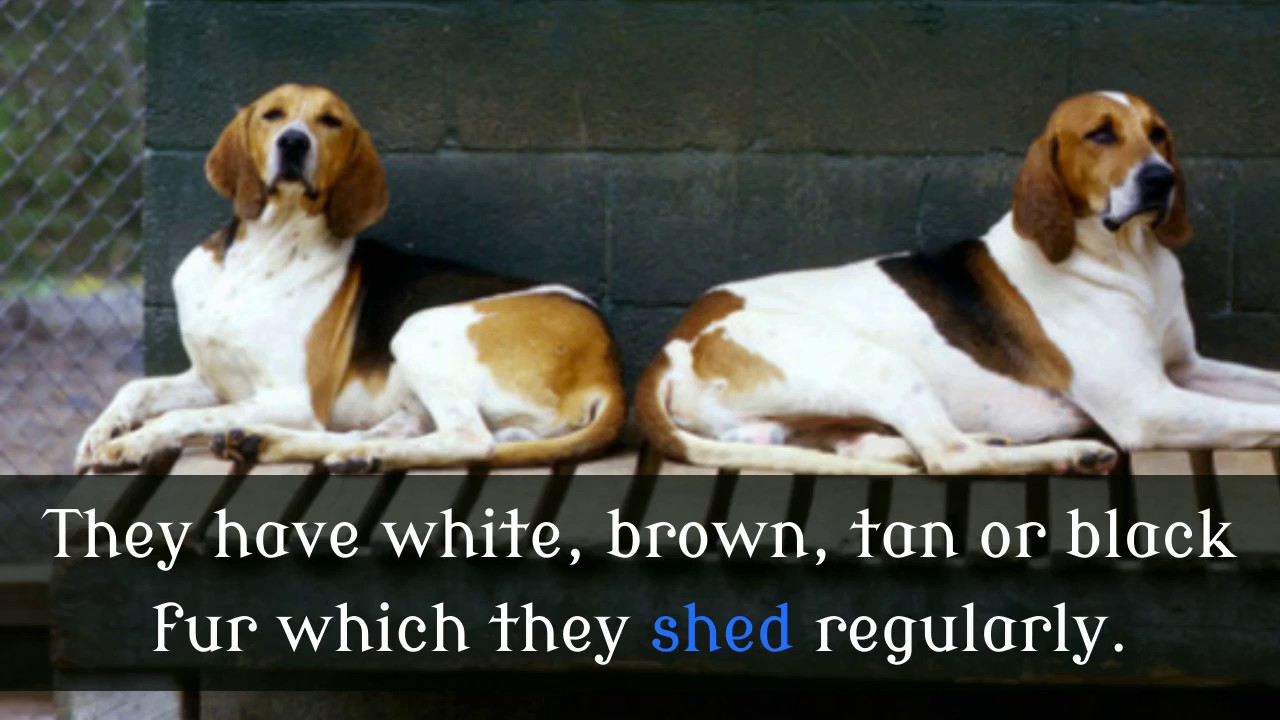 14 Facts You Should Know About American Foxhound