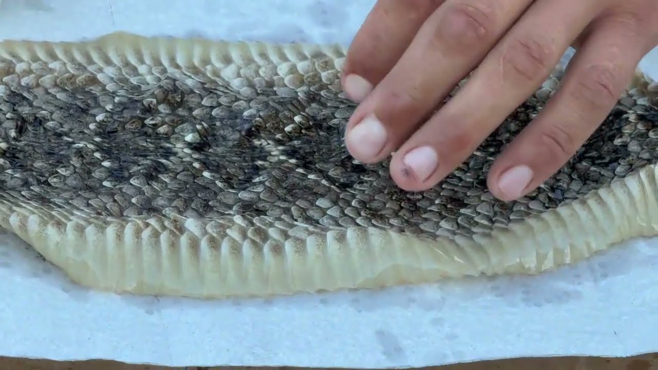 Como curtir piel de vivora cascabel facil