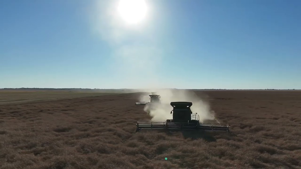 Canola Harvest 2024