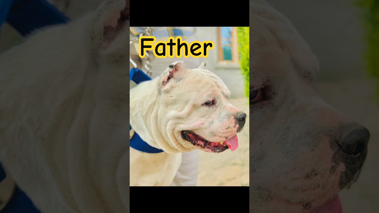 Top Quality American Bully XL Size Pups 🐶 | All India Delivery 📞 7248510803 #dangerous #puppy