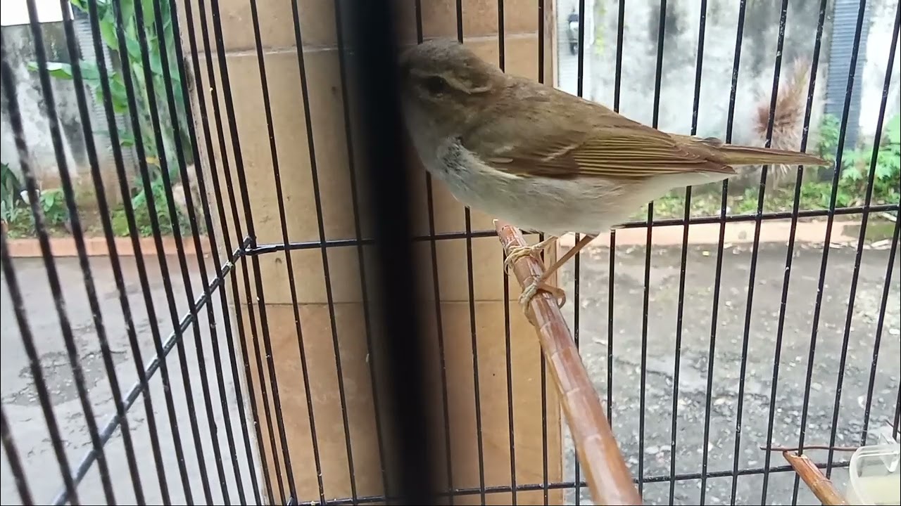 pancingan cikrak kutub gacor dor