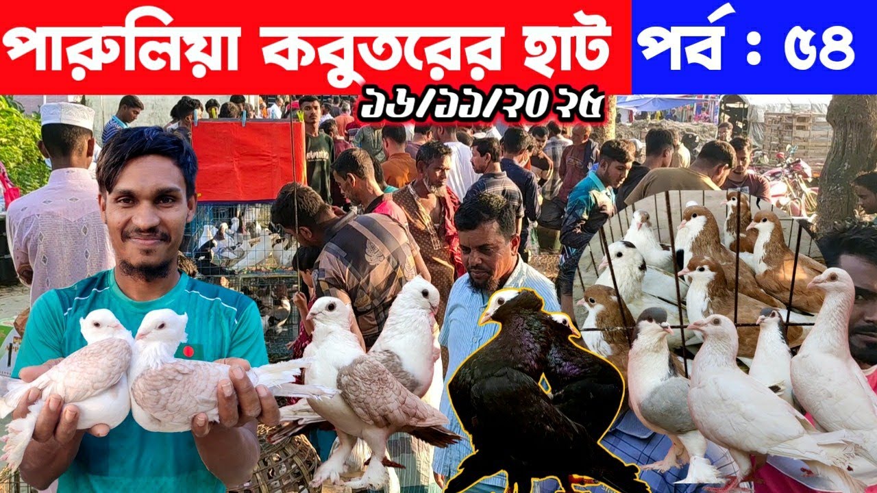 মাত্র ৩০০ টাকায় টেডি কবুতর | পারুলিয়া কবুতরের হাট | kobutor hat 2025 | pigeon price in bangladesh