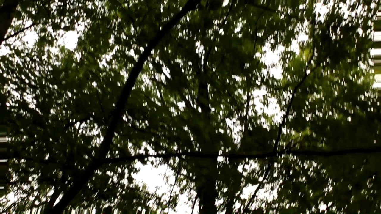 Curse of Mushroom Man trailer