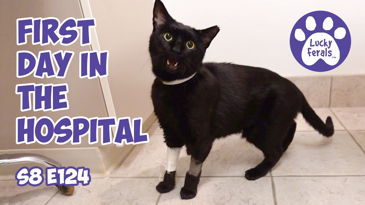 My Cat's First Day In The Animal Hospital, Boo - Lucky Ferals S8 E124 Cat Family Vlog