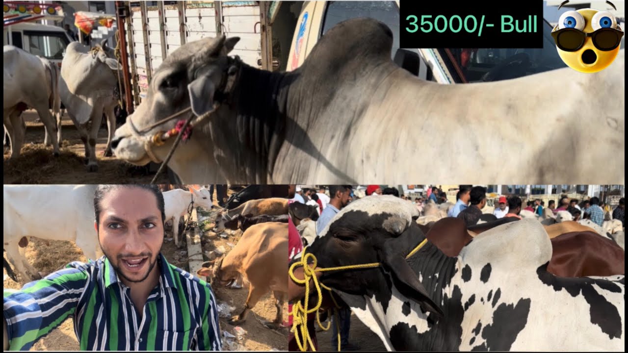 Bulls Market near Hyderabad (35000/- Bull at Tukkuguda Market) #bull #tukkuguda #copyrightfree