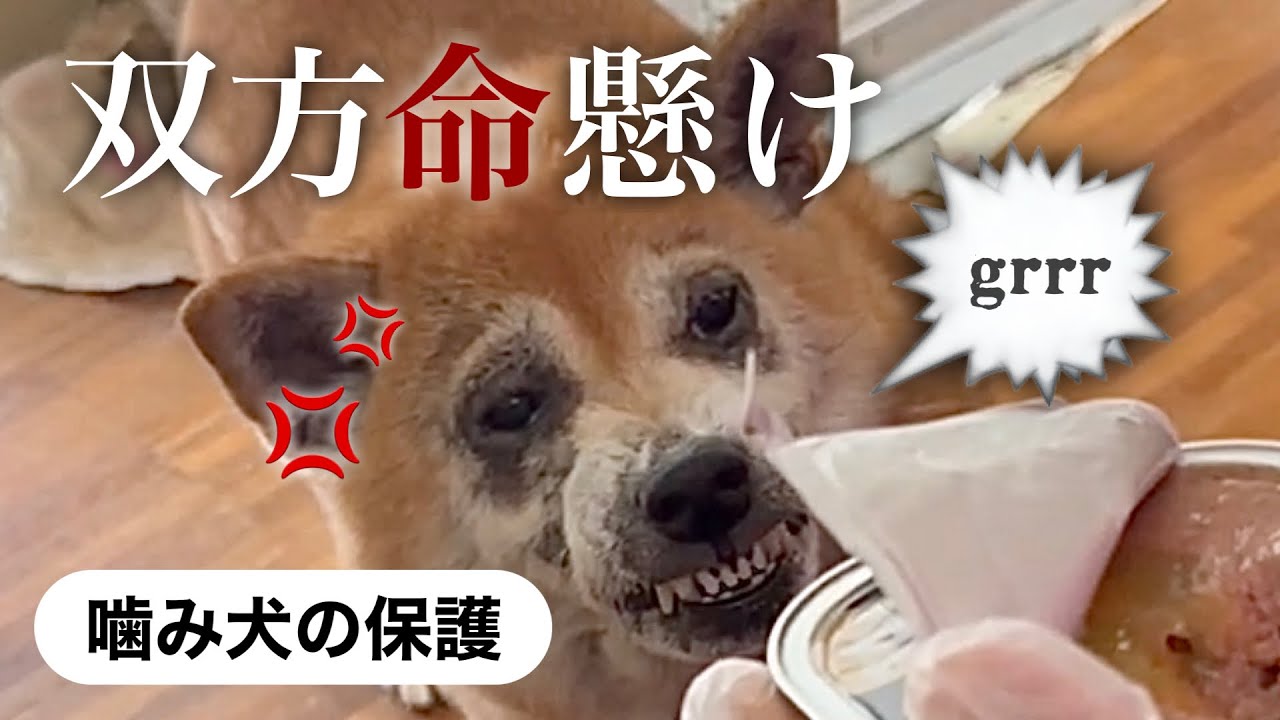 家を守る噛み犬【VS】噛み犬でも助けたい保護主