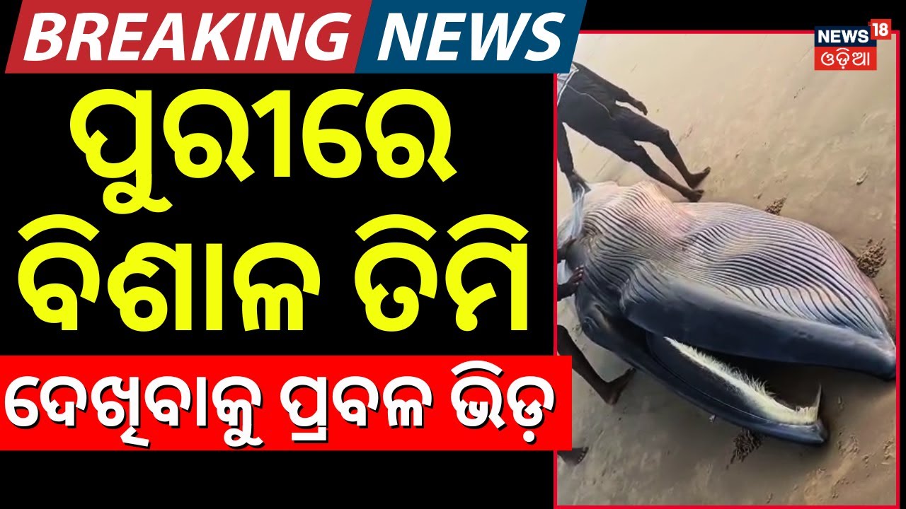 ପୁରୀରେ ବିଶାଳ ତିମି, ଦେଖିବାରୁ ପ୍ରବଳ ଭିଡ଼ | Timi Fish In Puri Sea Beach | Long Whale Fish | Odia News
