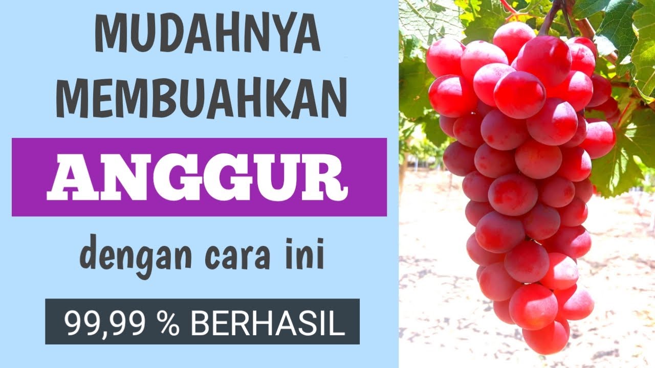 Cara Membuahkan Anggur dengan Cara Paling Mudah || terbukti 99,9% BERHASIL