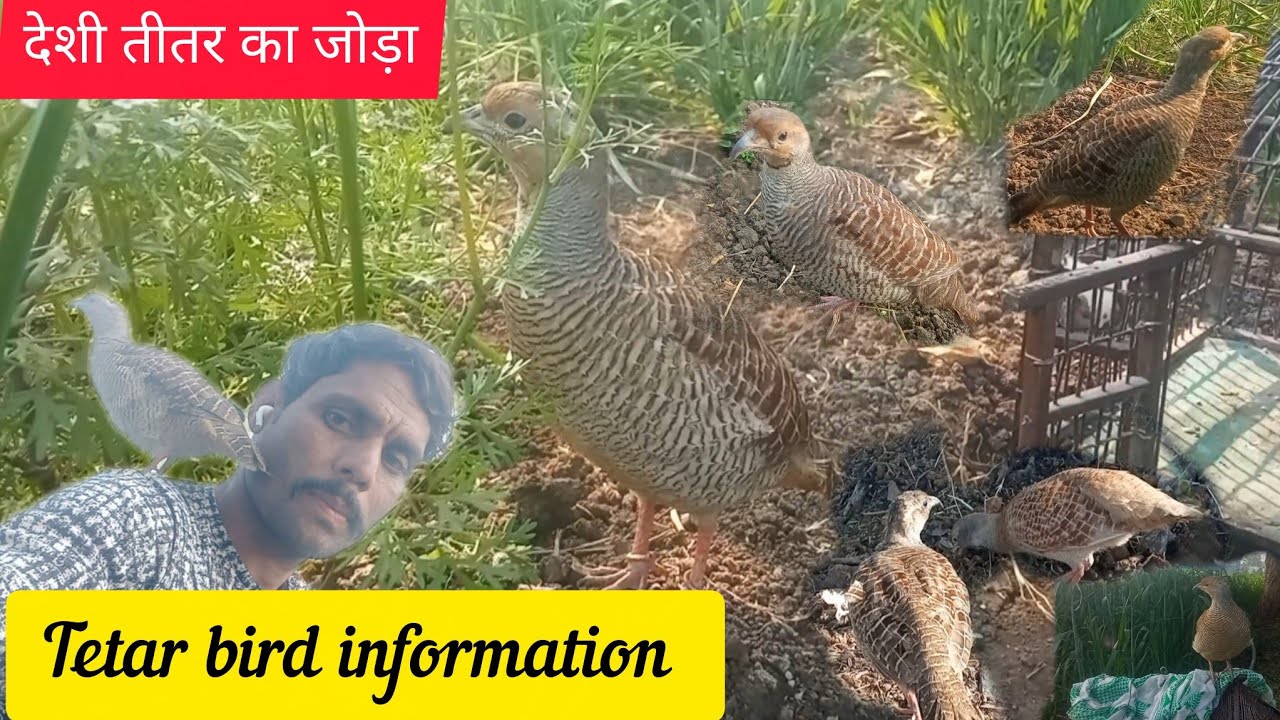 देशी तीतर का मानुष जोड़ा । Deshi Teetar information।