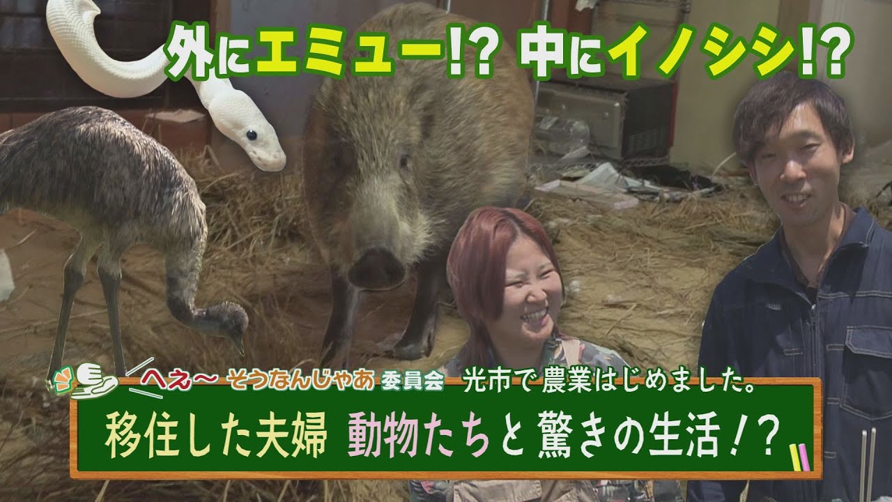 動物たちとの驚きの生活！光市に移住した夫婦