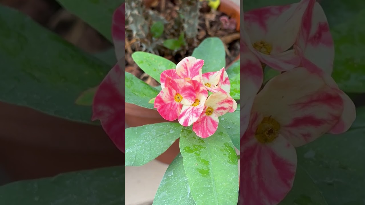 ID: Влюблённая болезнь