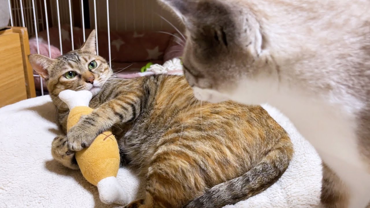 すまし顔で実は努力家♪麦わら猫リタが達成した日♥（笑）