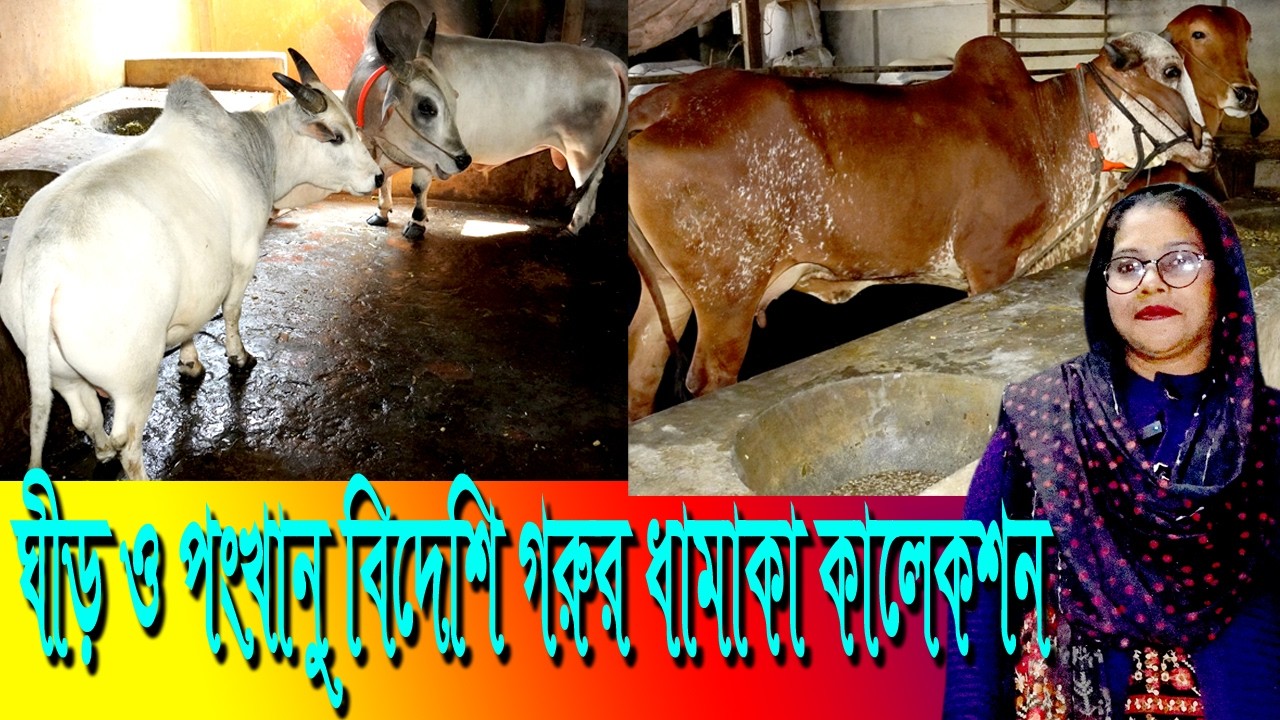 গির পঙ্খানু বিদেশী গরুর ধামাকা কালেকশন  , MUNNI KRISHI CHITRO