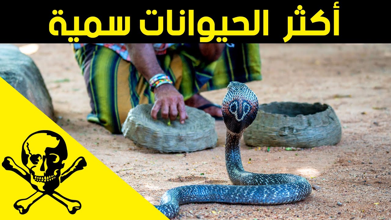 اخطر سموم الحيوانات في العالم.. بعضها يقتل 10 رجال