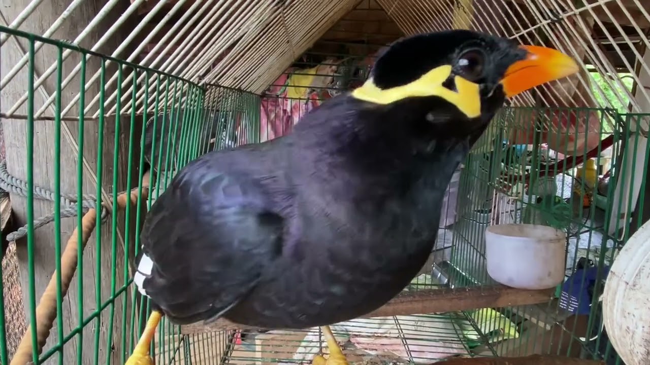 Sarika Keo can speak.🗣️🦜🦜🦜🦜