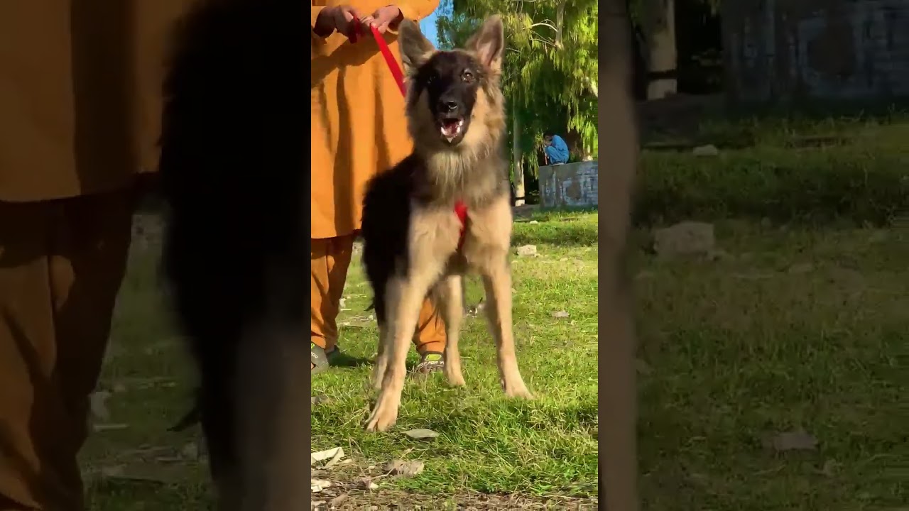 Beljume Bhagyatri dogs male for sale in Pakistan Peshawar #germanshepherd #shorts #shortvideo #yt