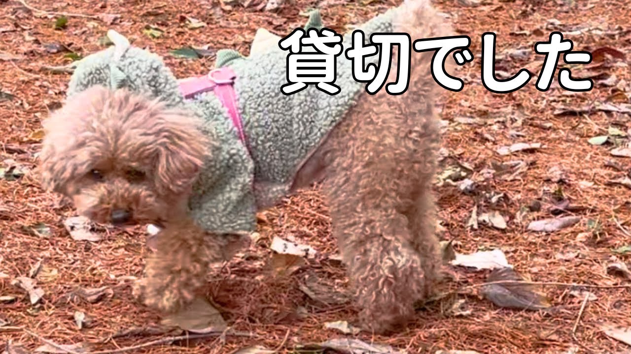 静かな場所で、貸切ドッグランを満喫しました✨