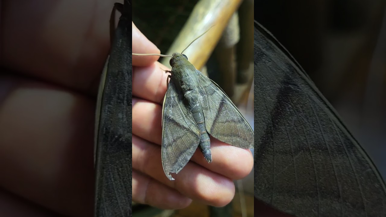 African Hawkmoth: Nephele aequivalens
