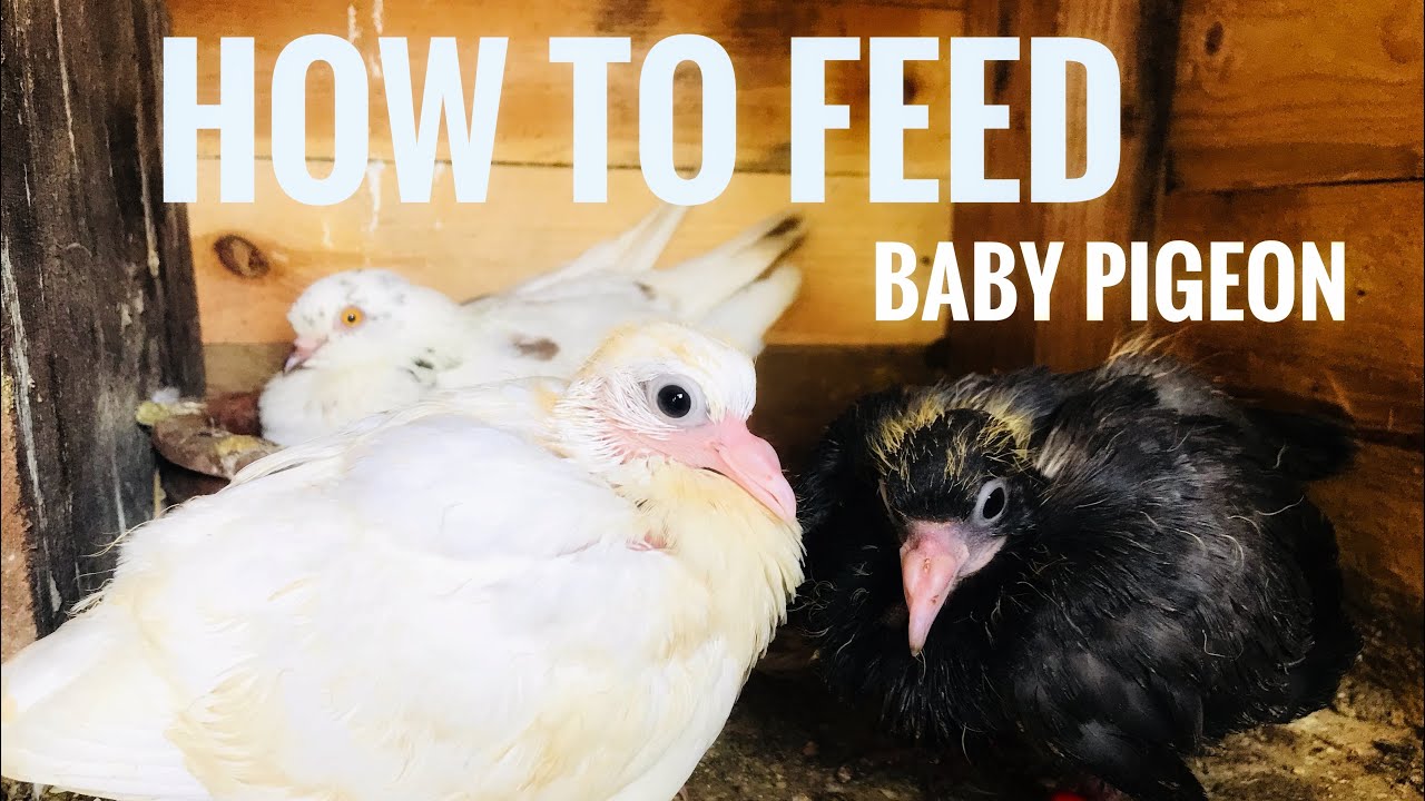 How To Feed Your Baby Pigeon | නිසි ආකාරයට පරවී පැටවුන්ට කවමු.