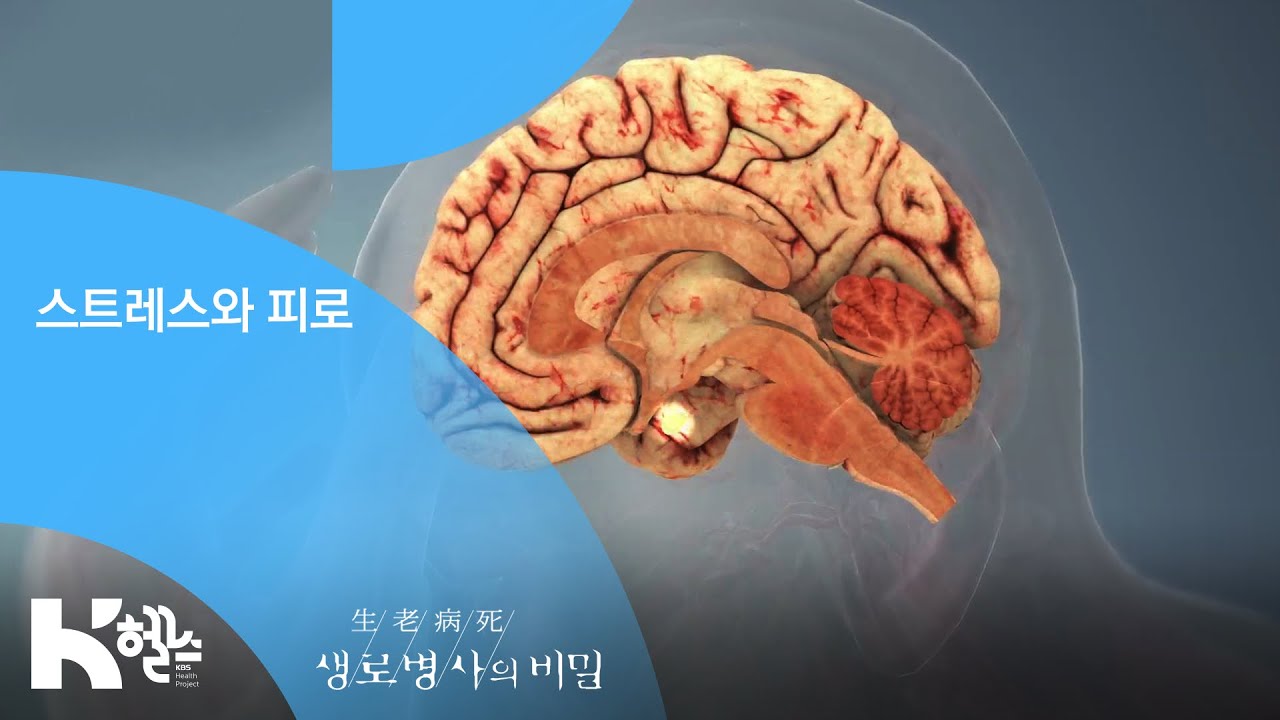 스트레스와 피로 - (20190320_687회 방송) 지긋지긋한 피로, 건강의 적신호