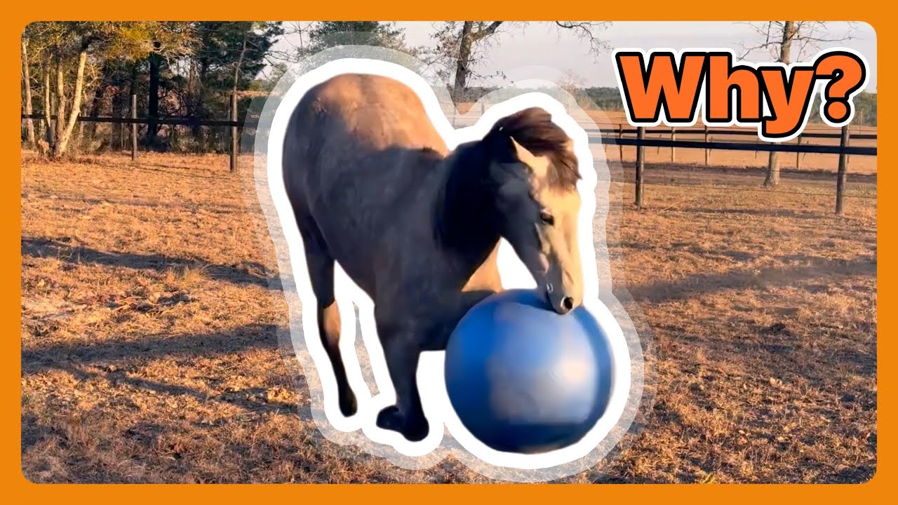 Silly Horse Games?