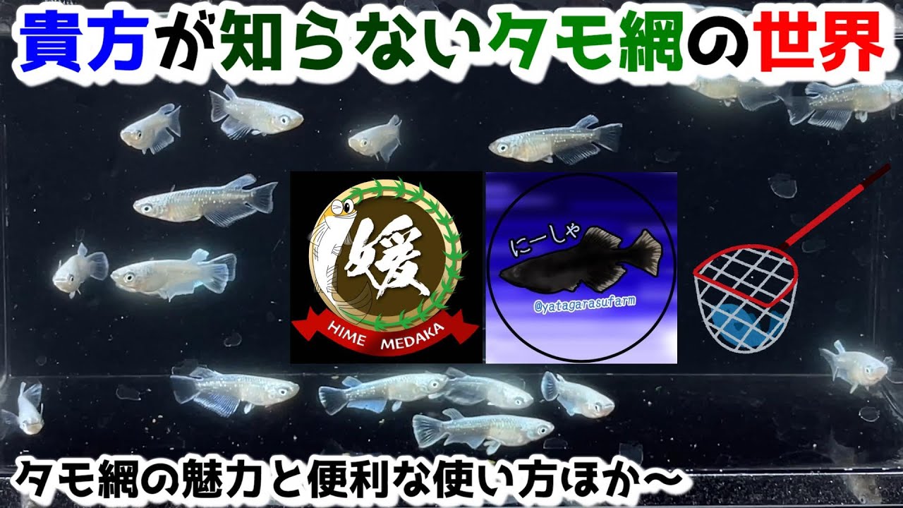 メダカとタモ網の世界～たも網の魅力と使い方の色々～【媛めだか/やたがらすファーム】