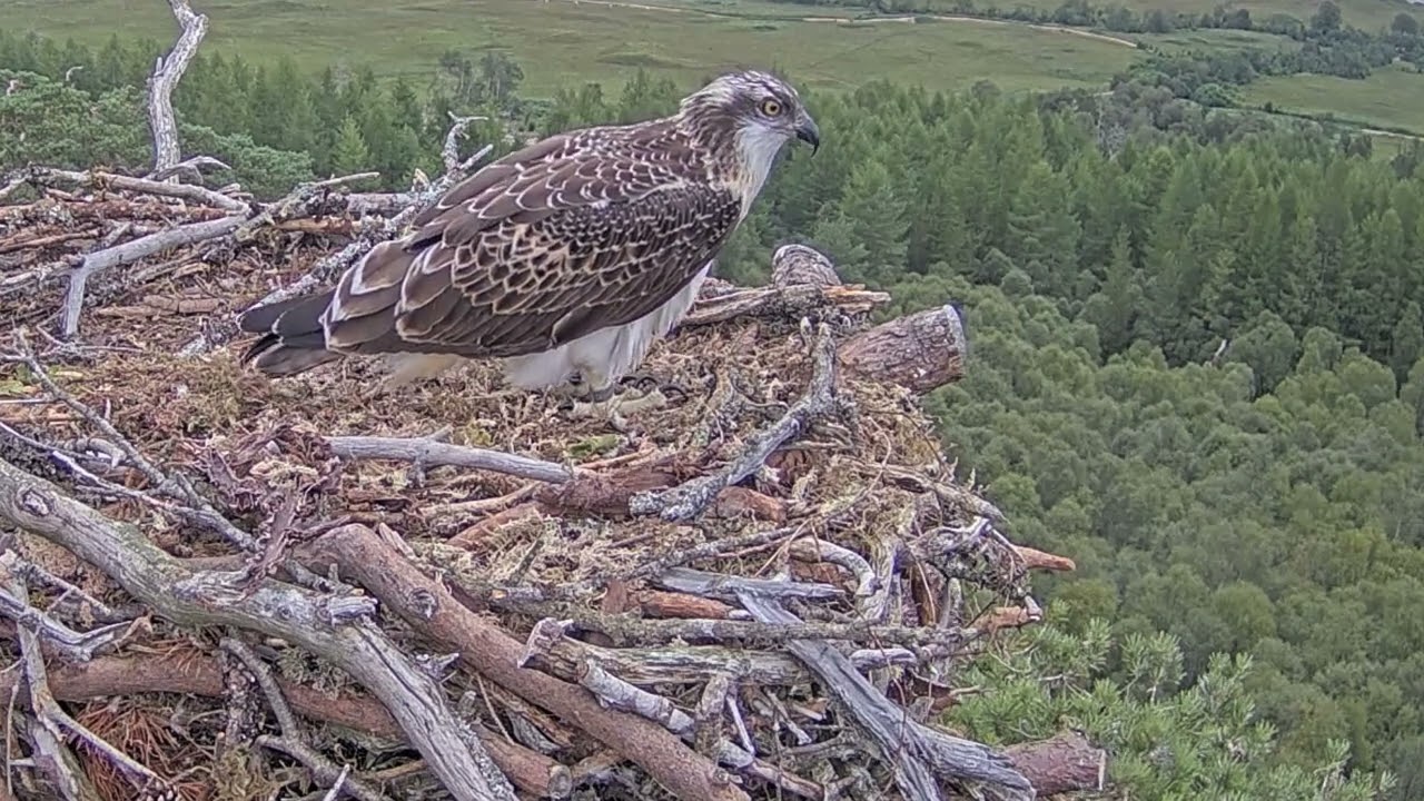 Chaos as Darach and a flatfish go over the side of Loch Arkaig Osprey Nest Two 28 Jul 2025 (zoom)