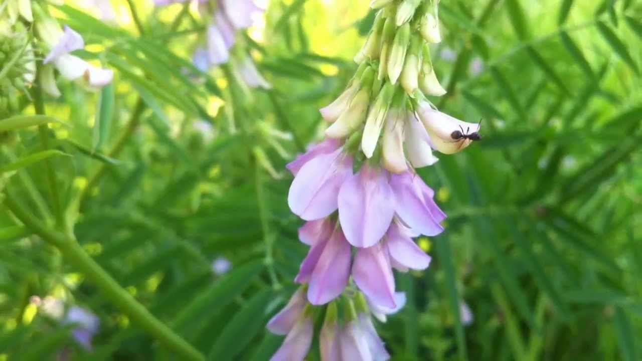 Galega (Galega officinalis) / Geitenruit - 2012-07-06