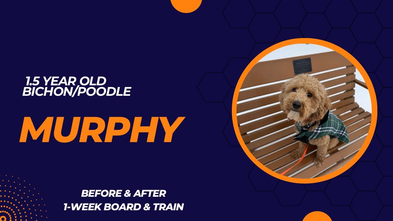 Murphy - 1.5 year old Bichon/Poodle Mix | 1-Week Board and Train | Pittsburgh