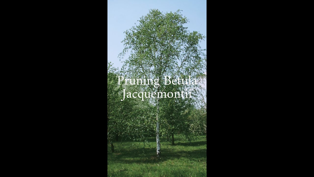 Pruning betula Jacquemontii