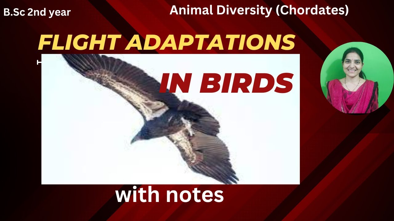 Flight Adaptation In Birds B.Sc 2nd Year||Flighting Mechanisms in Aves||#birds #flights