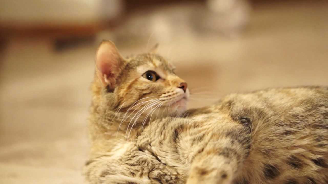 Sony NEX 5n with 50mm 1.8 lens