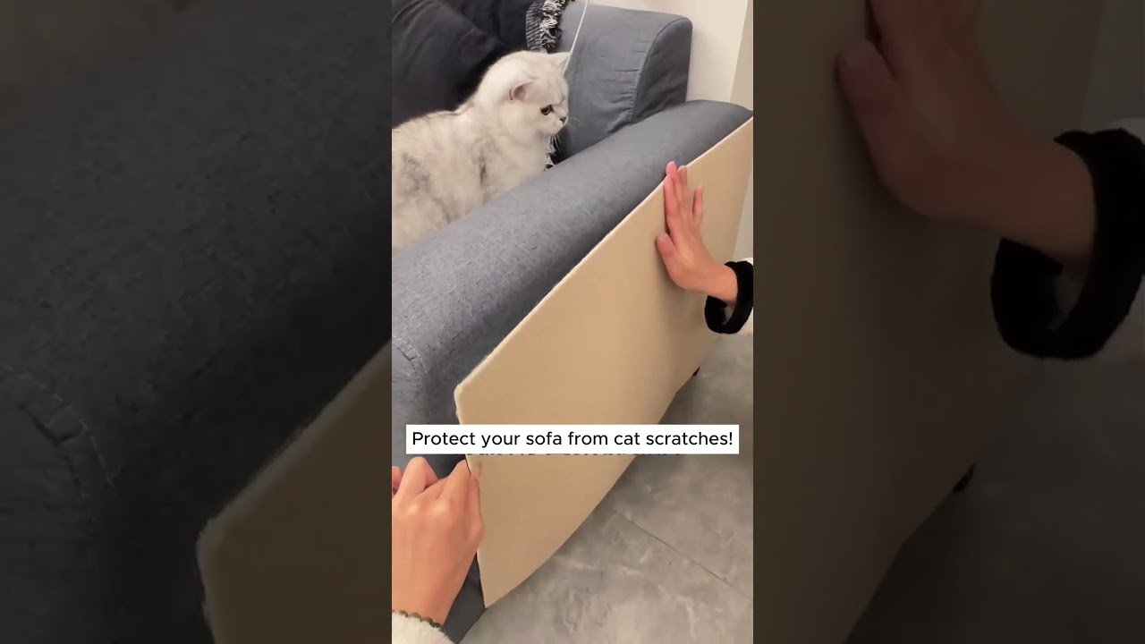 The Sofa Saver: How to Finally Stop Cat Scratches for Good