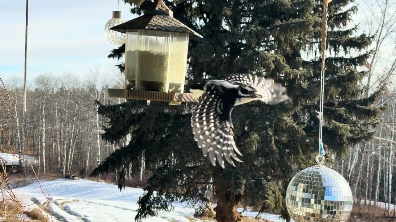 Real Bird Feeder Video (HD) | Backyard Birds in 4K | Nature Background TV