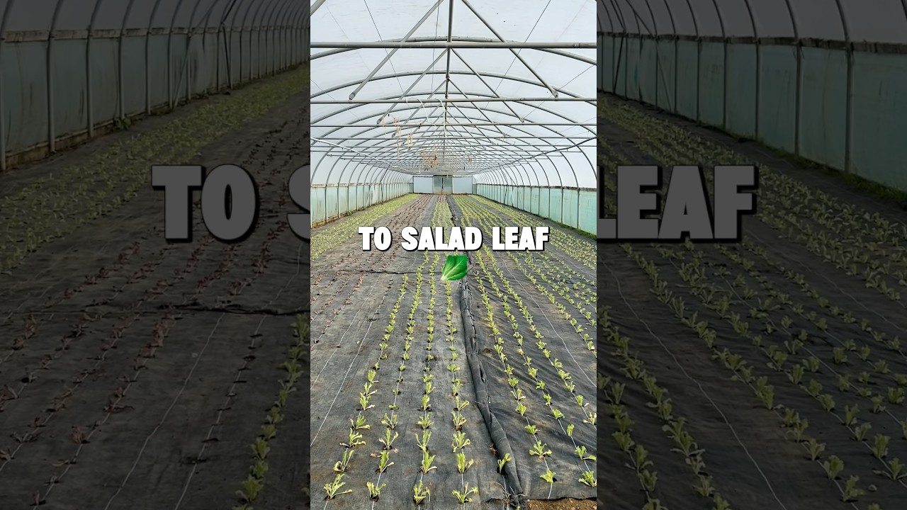 Dramatic change in the tunnels!  🍅🔄🥬 #farmlife #polytunnel #seasonalfood #growyourownfood #pov