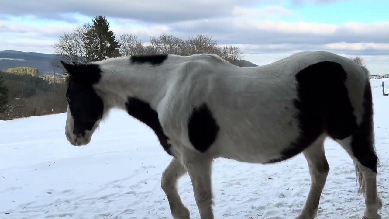 23. Zafir & Buddy goofing around at #VillaMirza #horses #horselife 