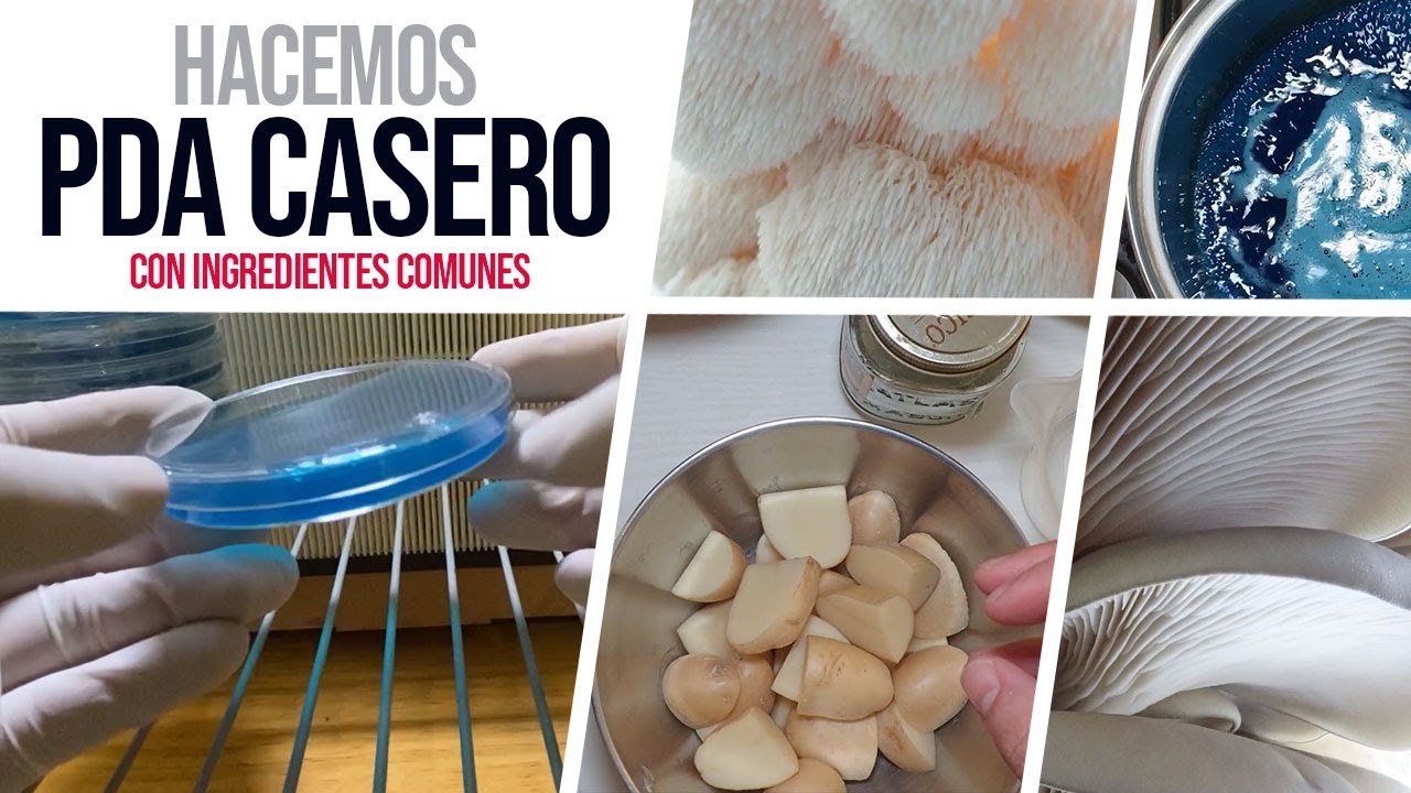 Cómo hacer PDA casero - Medio para cultivar hongos 🍄 - con ingredientes sencillos.