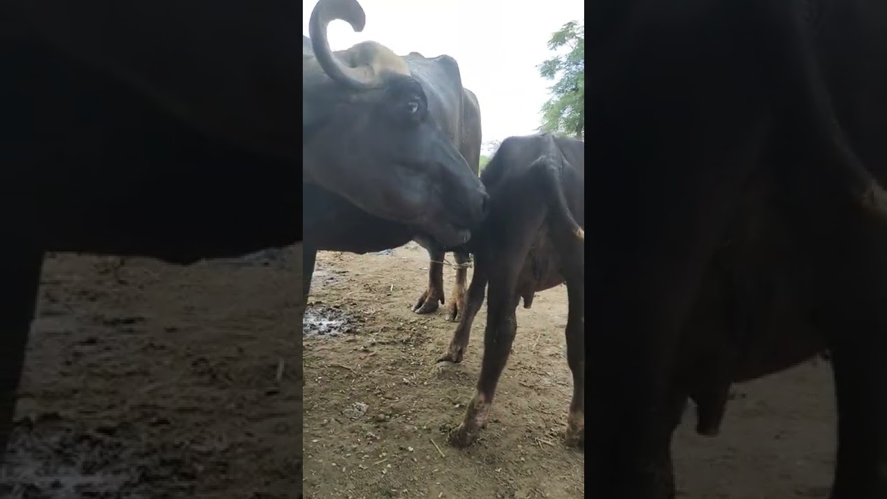 Baffalo Baby Milk feeding| Hungry Buffalo Baby drinking Milk|#buffalo #dairyfarming #shorts #amazing