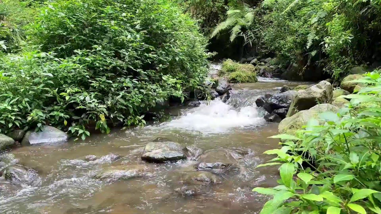 Ease your mind with gentle river sound therapy beside a quiet woodland creek for better rest