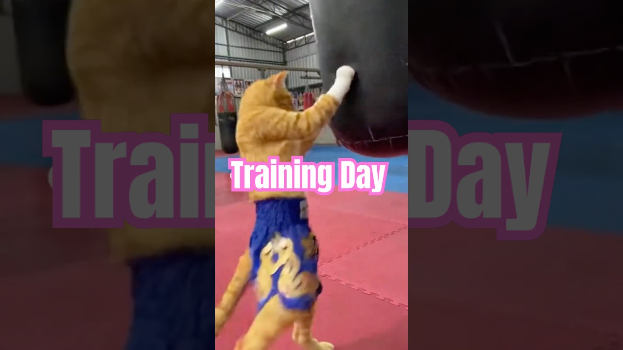 Muay Thai Meow Boxing Cat in Training 🐱🥊