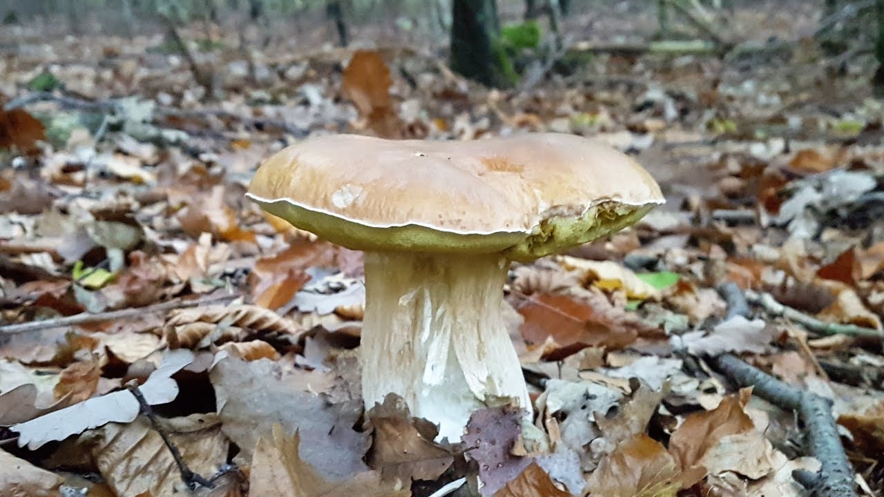 Gro&szlig;e Pilztour am 14.10.2017 - Grande tour sui funghi il 14.10.2017