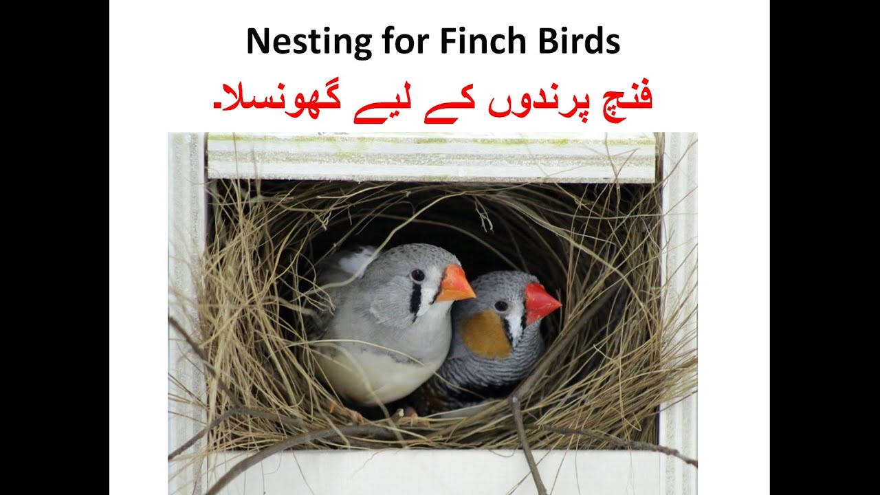 Nesting for Finch Java and Bengali | Finch | Birds | Birds Breeding | bird of paradise