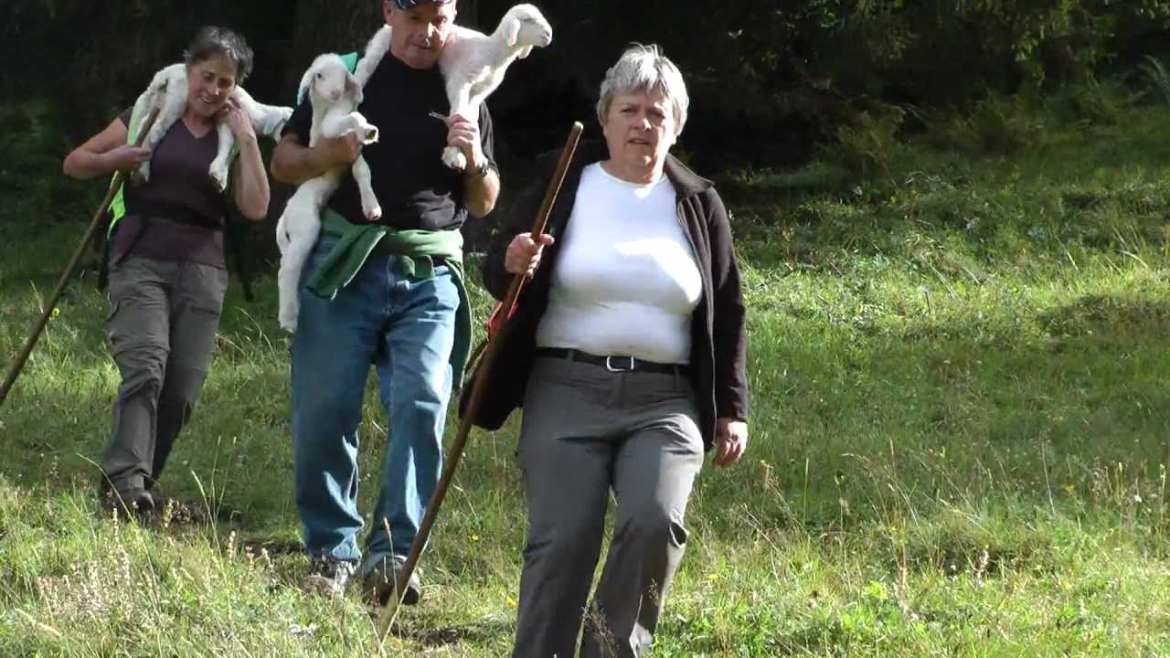 Montafon.TV - Schafabtrieb im Garneratal