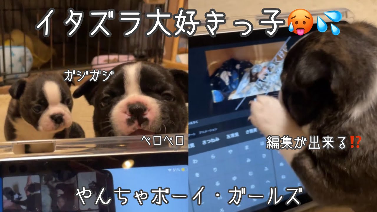 【ボストンテリアVlog #8】生後１ヶ月経過‼️イタズラっ子😛に成長中😂💖